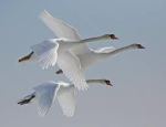 swans flying