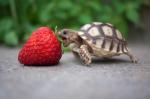 Turtle strawberry bite by&nbsp;bite