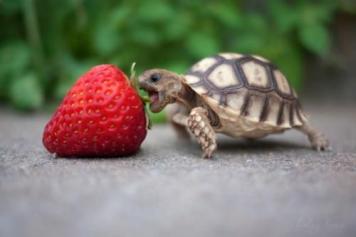 Turtle strawberry bite by bite Turtle eating strawberry